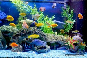 Bermacam ikan hias air tawar terbaik untuk aquarium mulai dari yang kecil hingga ikan guppy termahal