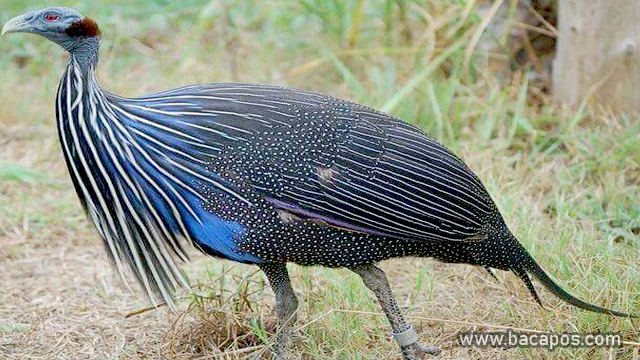 Ayam Mutiara ayam langka di dunia