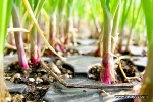 Cara menanam bawang merah, budidaya bawang merah dengan benar