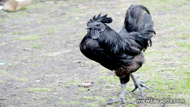 Cemani ayam unik dan mahal