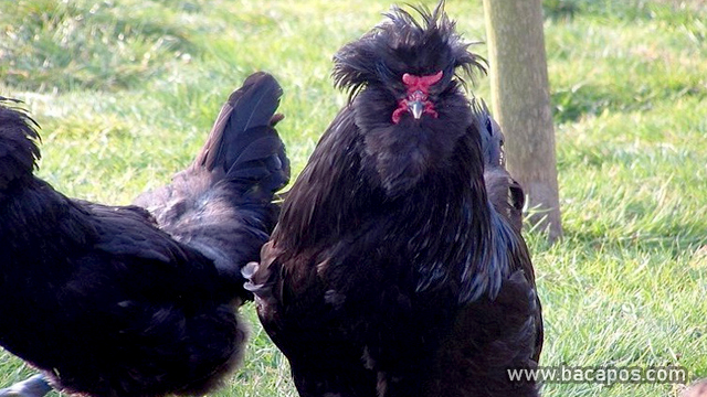 Crevecoeur ayam langka di dunia