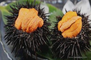 Manfaat dan khasiat bulu babi untuk kesehatan tubuh