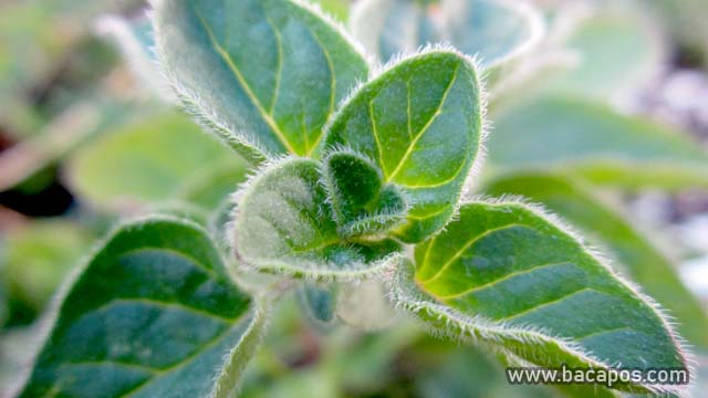 Oregano