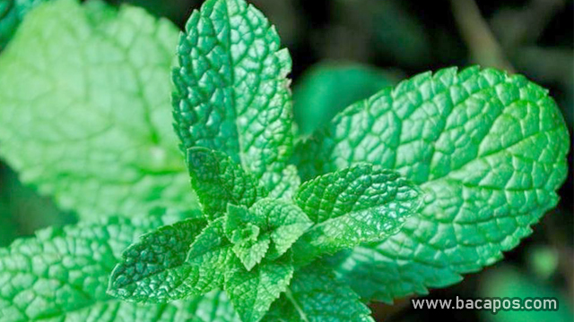 Peppermint tanaman pengusir tikus