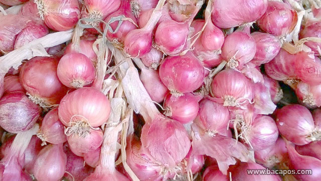 Persiapan Sebelum Menanam Mawang Merah