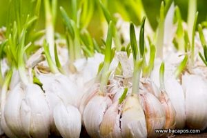 Petunjuk cara tanam bawang putih dengan benar, menanam atau budidaya bawang putih dari wanal hingga panen