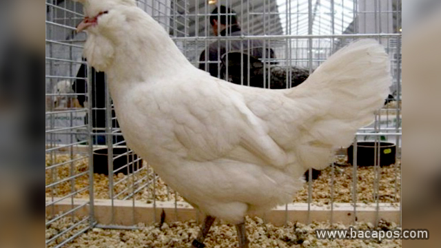 Polverara ayam unik dan mahal