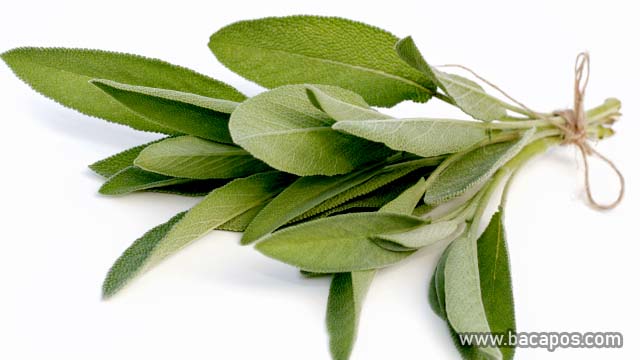 Sage tanaman pengusir tikus