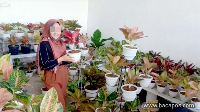 ide bisnis rumahan Tanaman Hias
