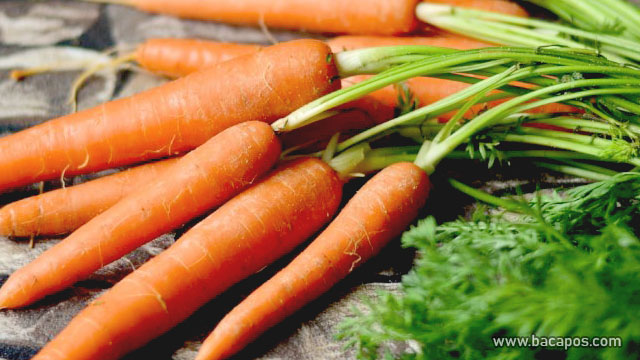 Wortel kecantikan kulit