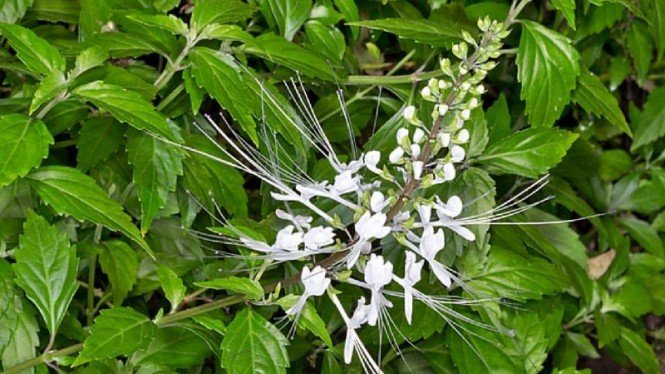 Tanaman Kumis Kucing