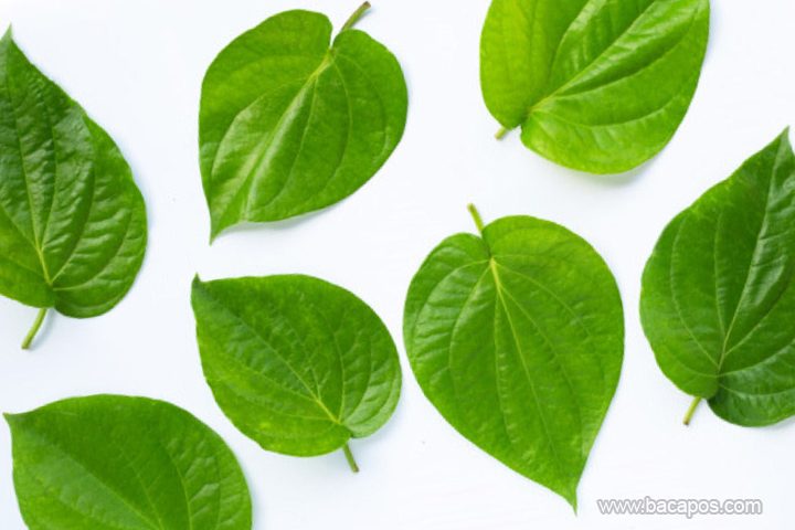 10 Manfaat Daun Sirih Untuk Kesehatan Tubuh