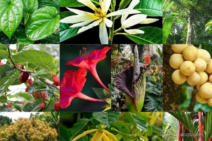 Flora Identitas Provinsi di Pulau Sumatera