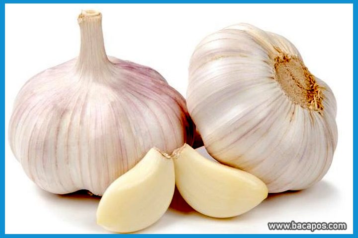 Manfaat bawang putih bagi kesehatan dan khasiat bawang putih untuk menyembuhkan penyakit