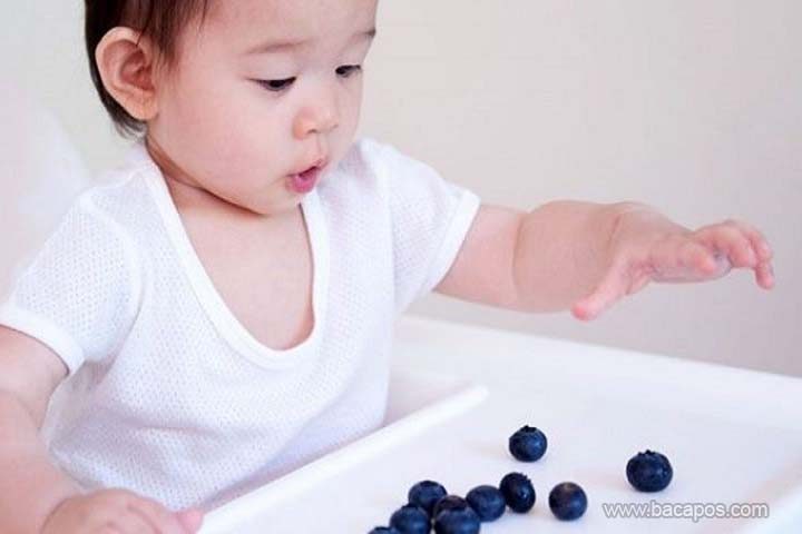 Manfaat blueberry untuk mpasi bayi atau si buah hati