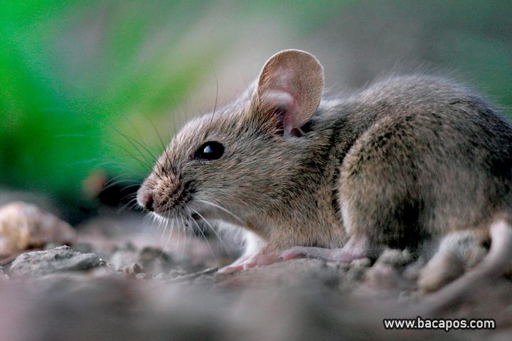 Tanaman atau tumbuhan pengusir tikus dan nyamuk