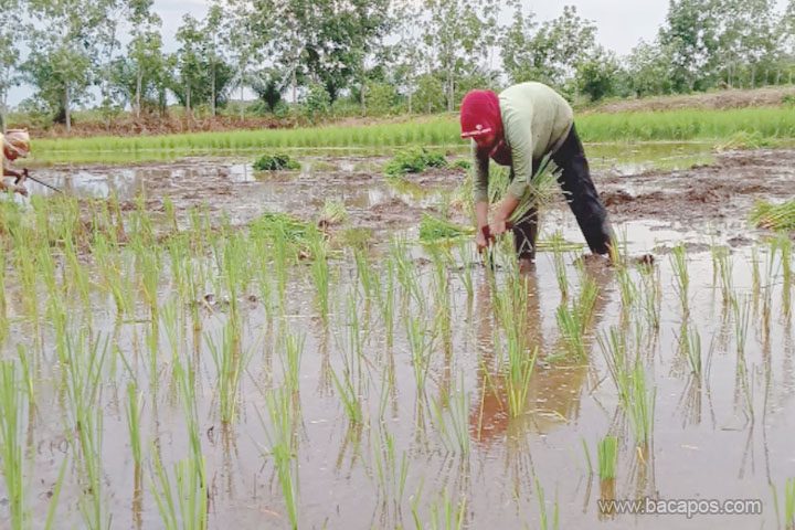 Upaya Pengembangan Pertanian