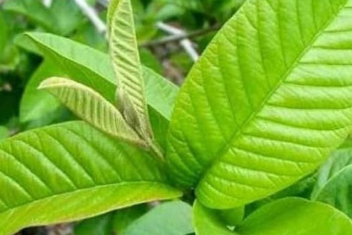 10 Manfaat Daun Jambu Biji Yang Jarang Diketahui