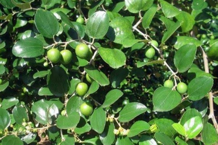 10 Manfaat Daun Bidara Untuk Kecantikan Wajib Kamu Ketahui