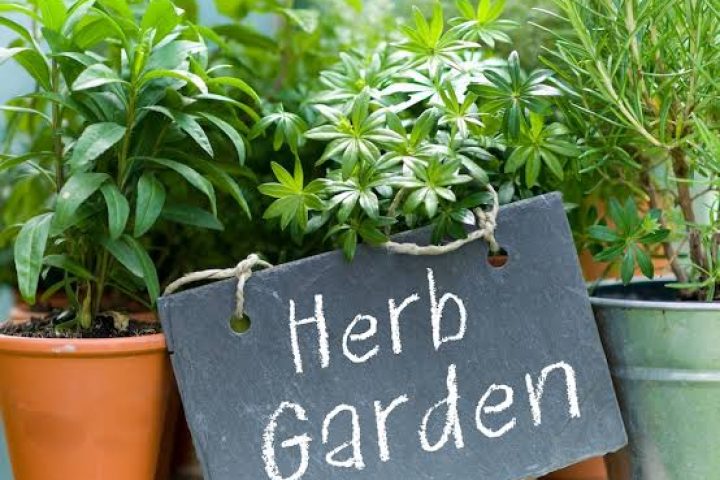 Tanaman Obat Keluarga Dan Khasiatnya